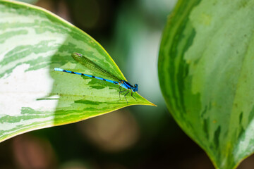 Blue damselfly resting on green leaf in costa rica © Jordan