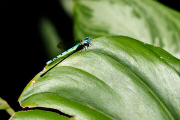 Blue damselfly resting on tropical leaf in costa rica © Jordan