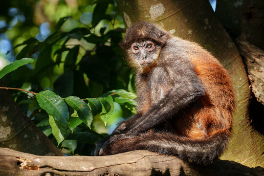 Spider monkey (Ateles geoffroyi) sitting on tree branch in jungle