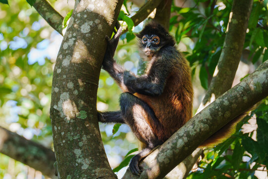 Spider monkey (Ateles geoffroyi) sitting on a tree branch in costa rica jungle