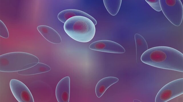 Toxoplasma gondii tachyzoites, 3D animation of crescent-shaped intracellular protozoan parasites with apical complex, causative agent of toxoplasmosis in humans and animals.