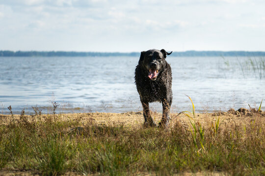 Wet black Labrador stands on a sandy lakeshore after swimming