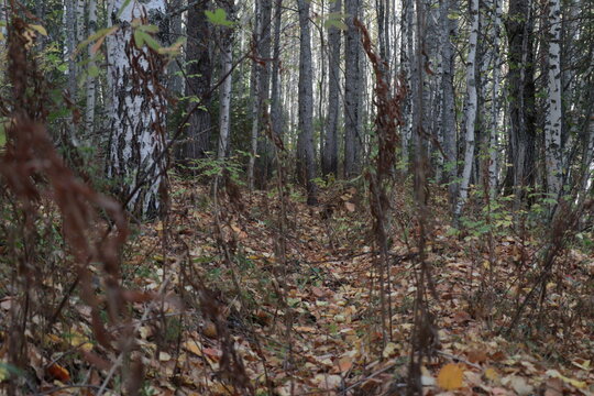 forest in autumn