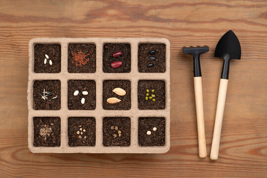 Seeds in peat pots on a wooden table or worktop, top view with a copy space 