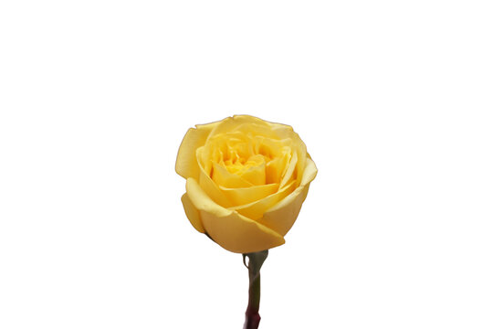 Una flor rosa de color amarillo con sus p&eacute;talos abiertos  en un fondo transparente 