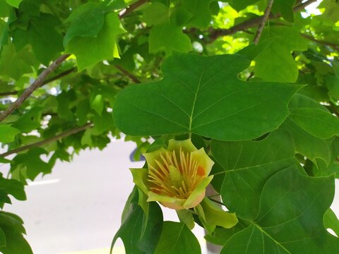 Tulip Tree Flower Bloom Among Green Leaves Close-up of a tulip tree flower with orange and yellow markings surrounded by broad green leaves in natural sunlight.