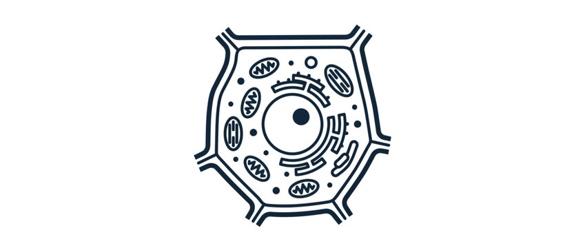 Anatomy of a biological plant cell structure with nucleus and organelles, minimalist line art icon.