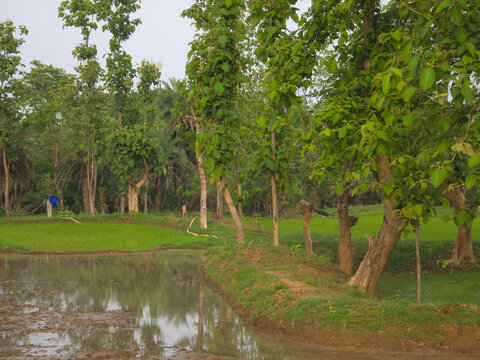 Tranquil Rural Landscape - Water Reflection