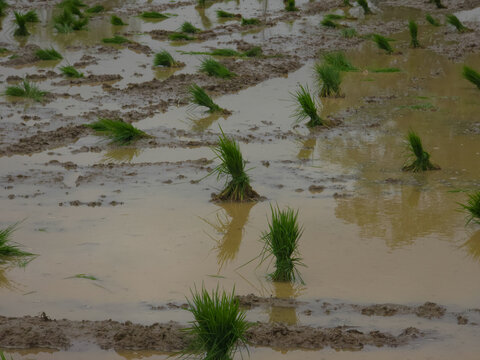 Rice Seedling Plantation - Initial Growth Phase