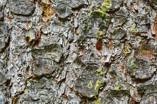 Close-up macro texture of pine tree bark with scaly plates and yellow-green lichen patches, natural forest background.