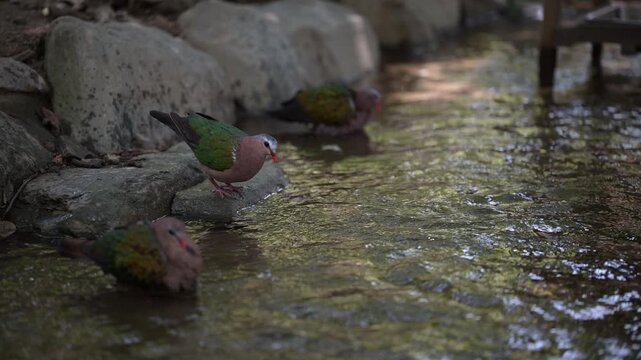 4K video of colorful doves, such as emerald doves, drinking water and bathing by a riverside