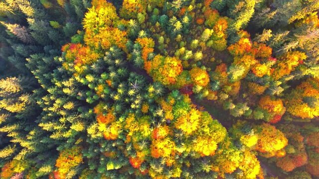 High Quality 4K Stock Video Clips for Content Creators | Adobe Stock