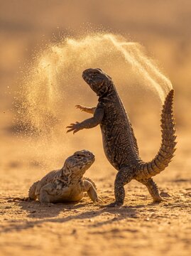 A territorial spiny-tailed lizard creates a beautiful shower of flying sand during a display in the warm desert sunlight.