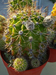 beautiful spiny cactus in a pot © Istvan Sipos