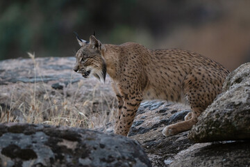 Obraz premium Iberian Lynx (Lynx pardinus) Sierra de Andújar, Andalucia, Spain