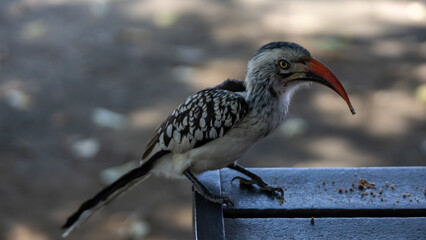 Northern red-billed hornbill (Tockus erythrorhynchus) © Joannes