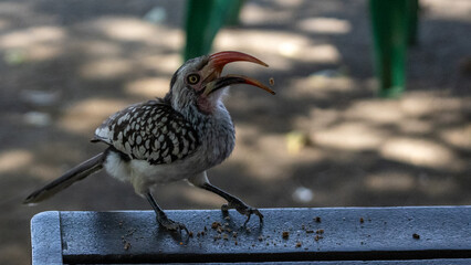 Northern red-billed hornbill (Tockus erythrorhynchus) © Joannes