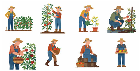 Fototapeta premium Set of senior male farmer illustrations growing and harvesting organic tomatoes, elderly man gardening character kit, flat vector design on white background.