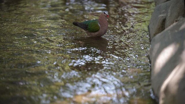4K video of colorful doves, such as emerald doves, drinking water and bathing by a riverside