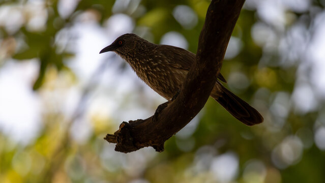 Arrow-marked babbler (Turdoides jardineii) 