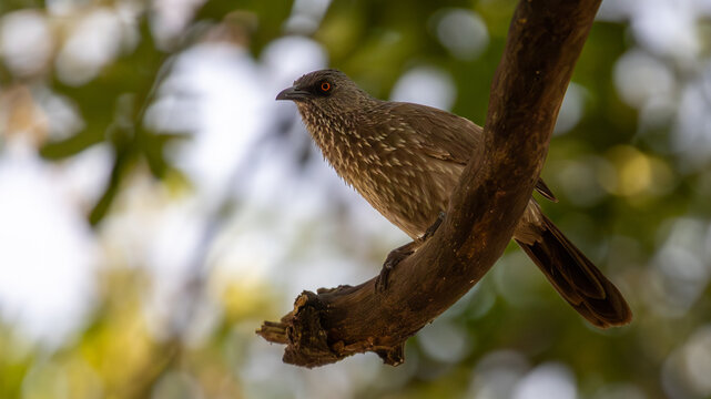 Arrow-marked babbler (Turdoides jardineii) 