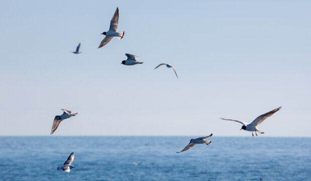 Seagulls glide gracefully above calm blue sea