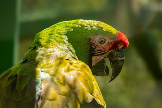 Green Macaw Parrot Portrait with Vibrant Plumage and Red Forehead, Exotic Tropical Bird Close Up, Detailed Feather Texture, Colorful Wildlife Photography in Natural Light