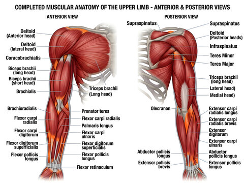 Anatomical illustration of upper arm muscles anterior and posterior view isolated on white background
