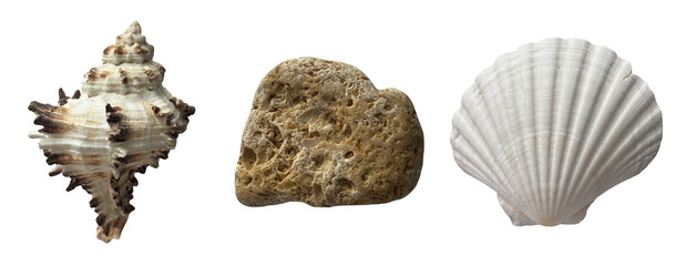Rustic coastal set with spiky murex shell porous pumice stone and white scallop for wabi-sabi art on a transparent background © Valeri