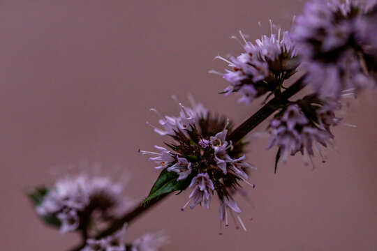 Mentha aquatica pertenece a la familia de Lamiaceae.