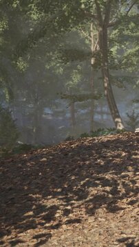 Sunlight shines through the leaves of trees in a forest. The ground is covered in brown leaves and small plants. The air looks misty showing a quiet morning in nature.