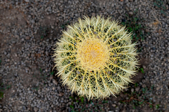 Top view of a golden barrel cactus showing its geometric pattern and sharp spines. Natural botanical texture with copy space.