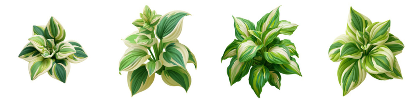 Set of four variegated hosta plants with green and white leaves isolated on transparent background