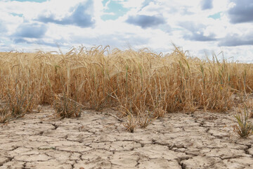 dry corn field II © Tom