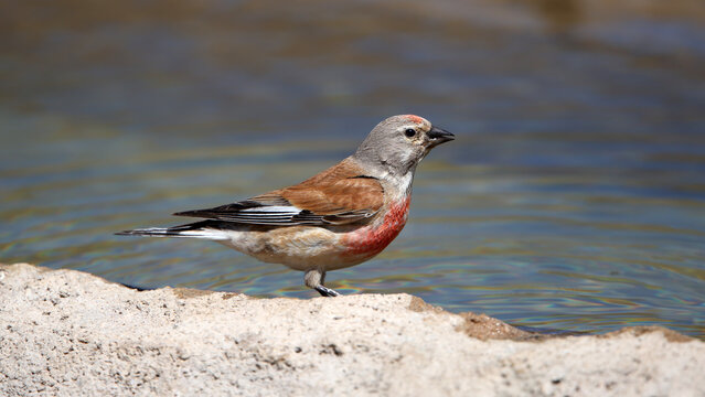 common linnet bird drinking water at the water's edge.