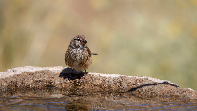 common linnet bird drinking water at the water's edge.