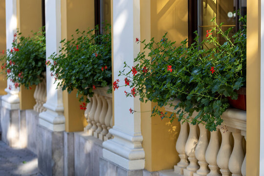 Sunlit building facade with window flower boxes, classical stone balustrade, paired columns and warm ochre stucco, showing lush red blossoms, green foliage and elegant architectural detail
