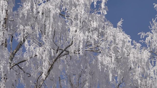 The real image of the Russian winter. Birch trees covered with snow and white frost. A heady frosty sunny day