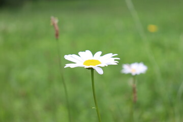 daisies in the grass © Pasha0106