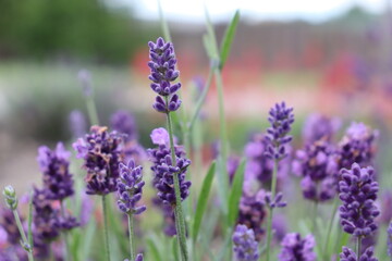 Fototapeta premium lavender flowers 