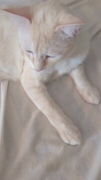 Sleepy Cream Cat Resting on White Linen