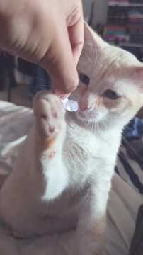 Playful Cat Chasing a Piece of Paper