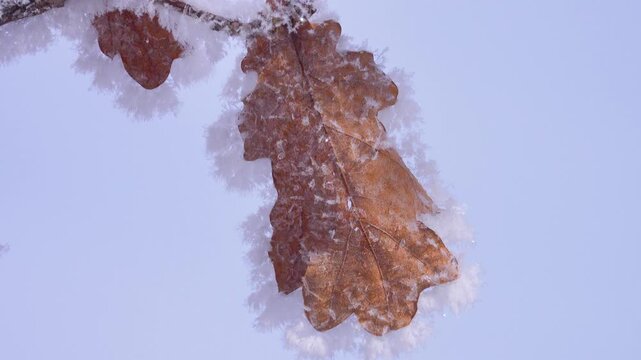 A frosty day. A dry, bright oak leaf is covered with white frost against the blue sky. Very beautiful
