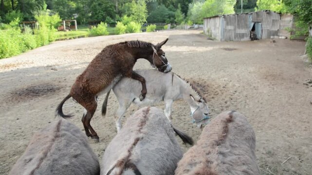 A male donkey mounts a female donkey during natural mating behavior at a rural farm. 