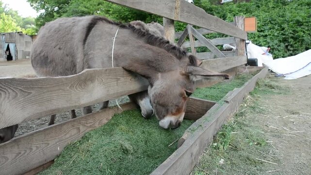 Close-up view of several domestic donkeys eating fresh grass from a feeding trough on a farm. Their muzzles, noses and mouths are visible as they chew together during routine livestock feeding.
