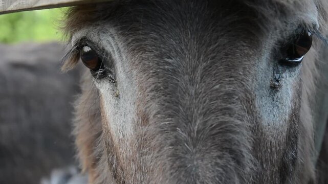 Close-up view of a domestic donkey's eyes, eyelashes and facial features on a farm. The video captures detailed eye movement, fur texture and the calm expression of the animal.