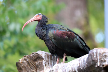 Obraz premium A very rare northern bald ibis is perched on a tree in its natural habitat