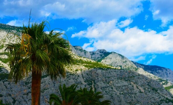 Palms grow high in the blue sky with fluffy clouds by the big mountain in Mediterranean city, tropical landscape