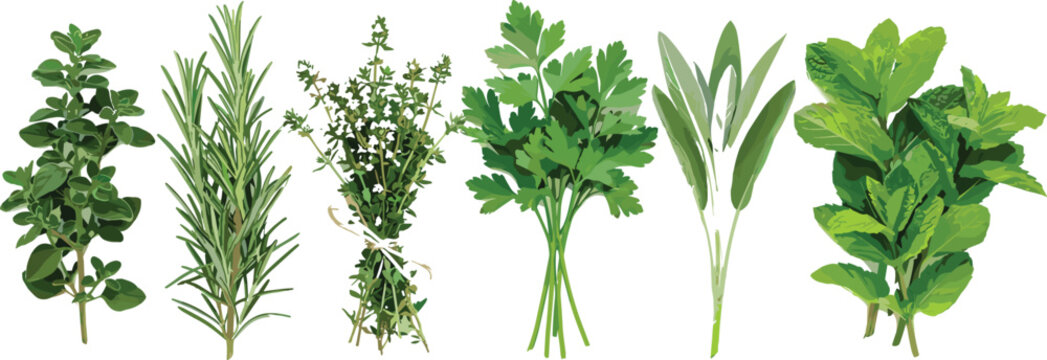 Fresh culinary herbs set featuring oregano rosemary thyme parsley sage and mint vector illustration