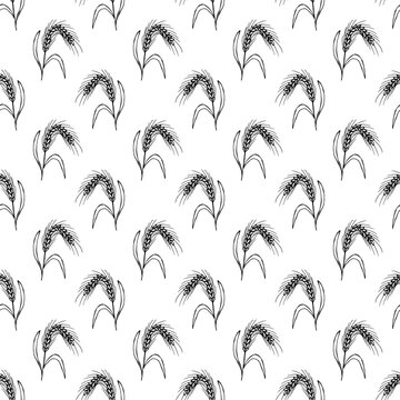 Seamless pattern with hand drawn cereal wheat oat rye barley rice ears spikelet Organic healthy food For decorative print, fabric, package, background